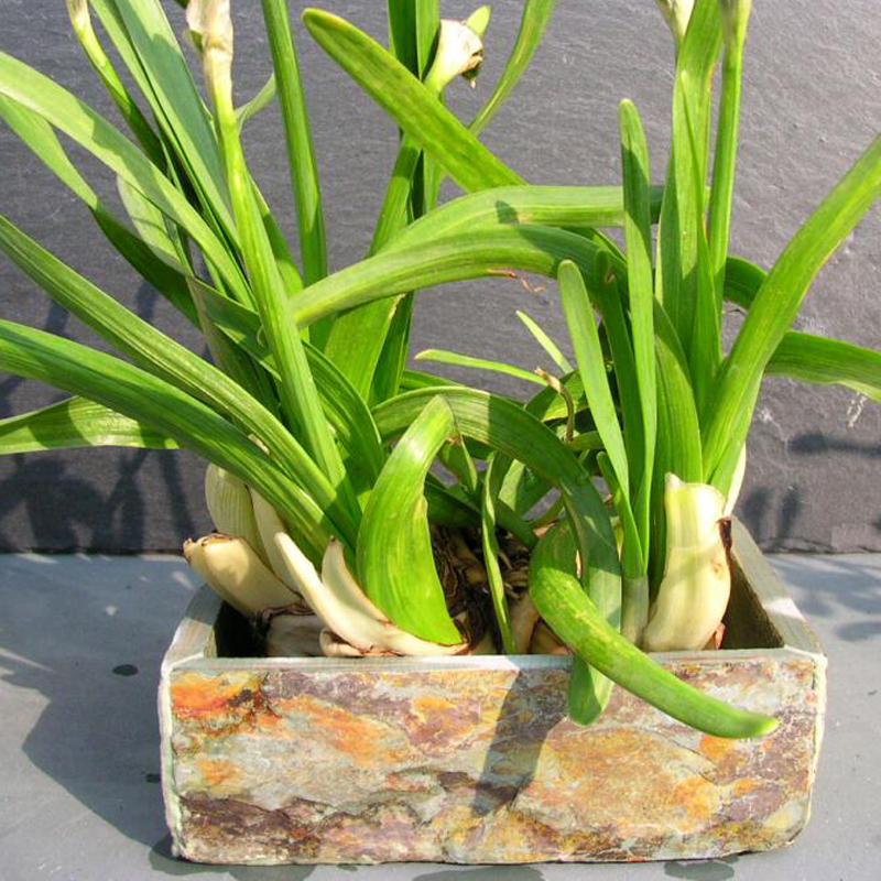 flowerpot