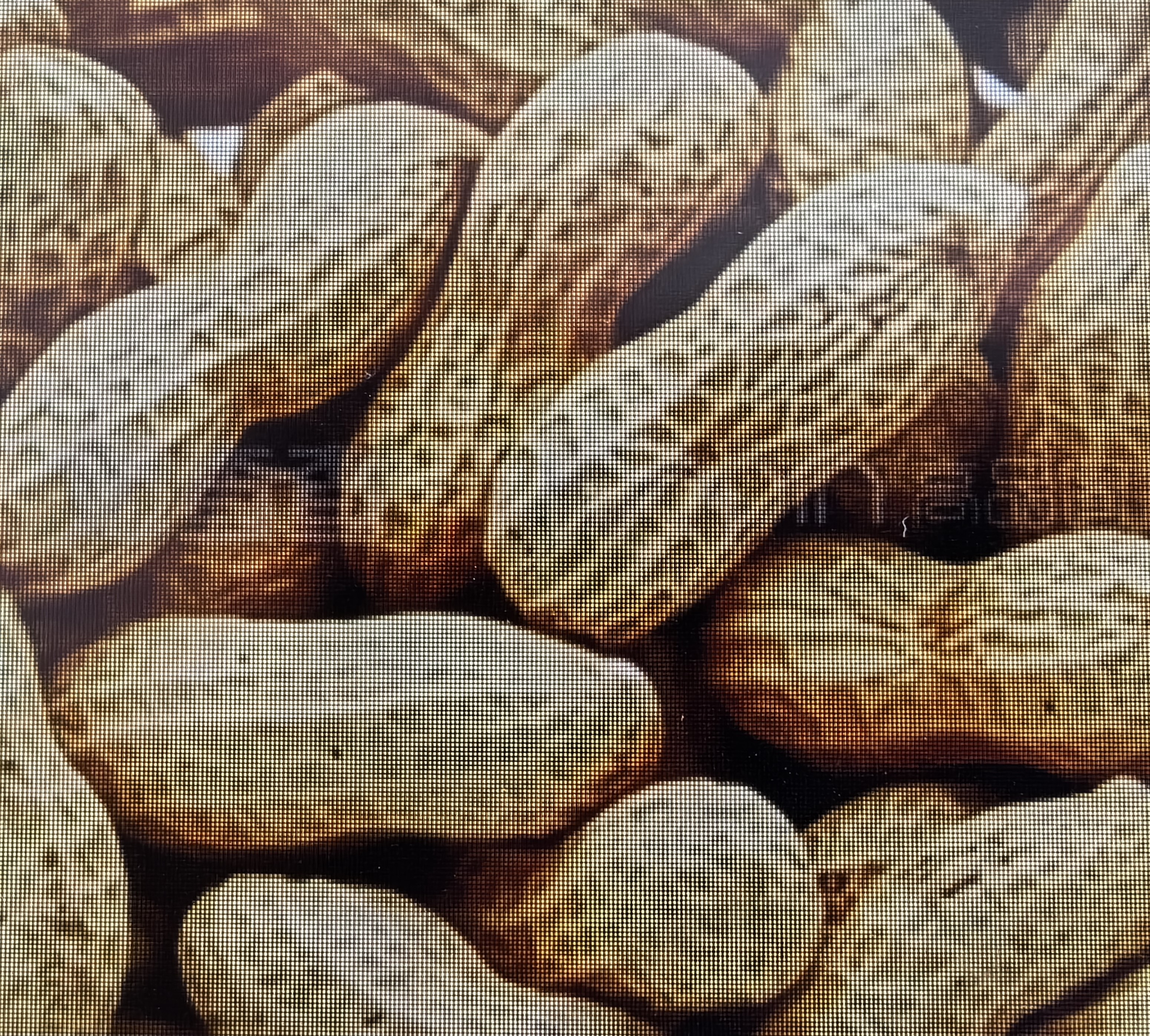 Peanut