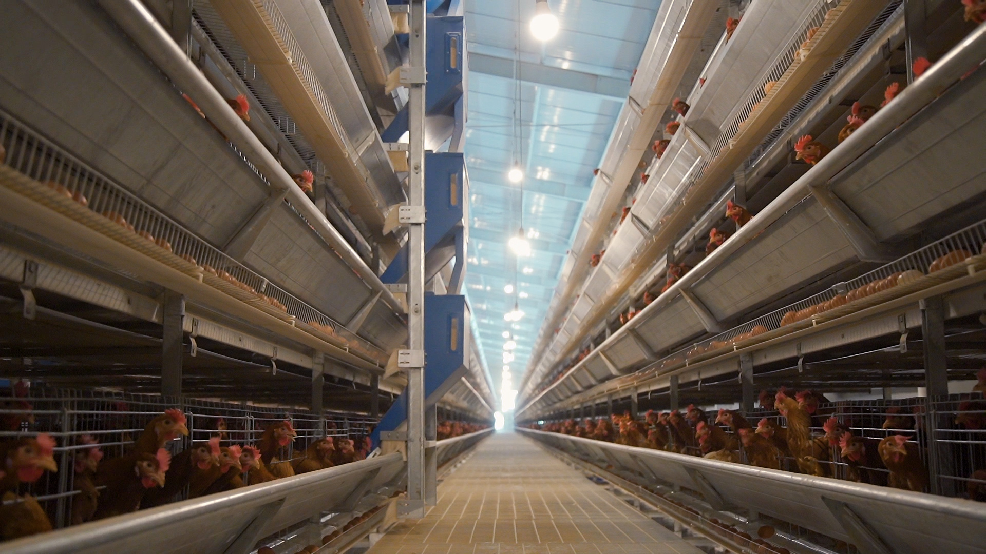 Hubei Shuanggang Agricultural Technology Trade Co., Ltd. – canned meat 2