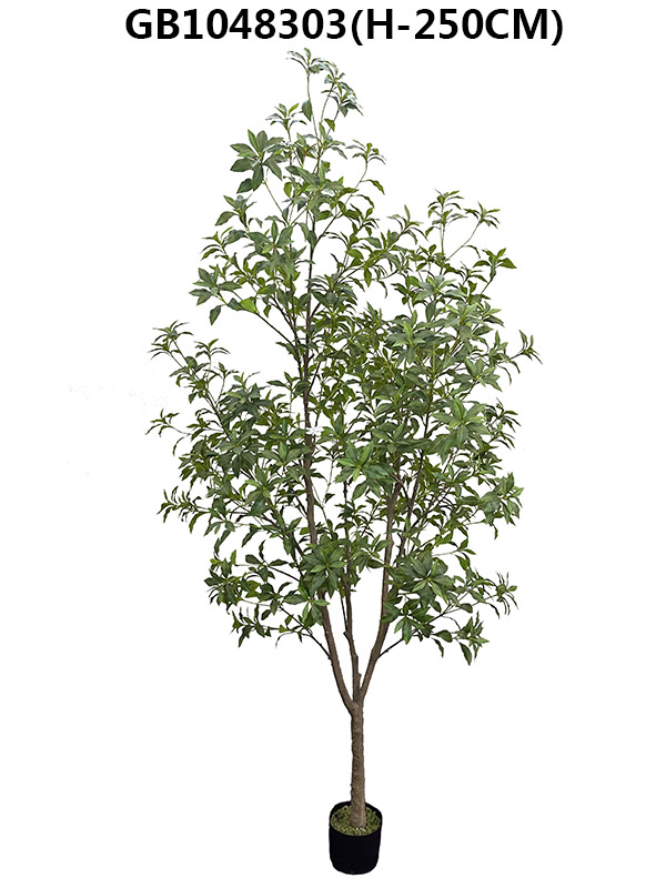 Pieris japonica tree(H-250CM)