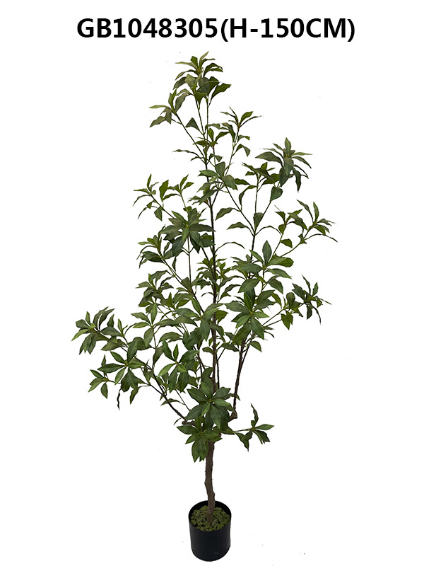 Pieris japonica tree(H-150CM)