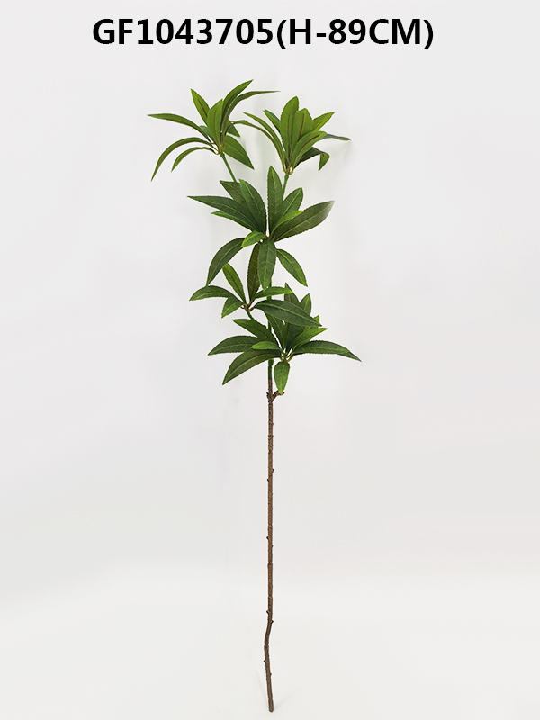 Single Elaeocarpus hainanensis Oliv