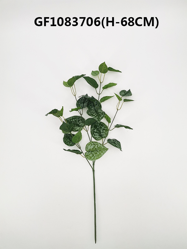 Single Philodendron scanaens leaf