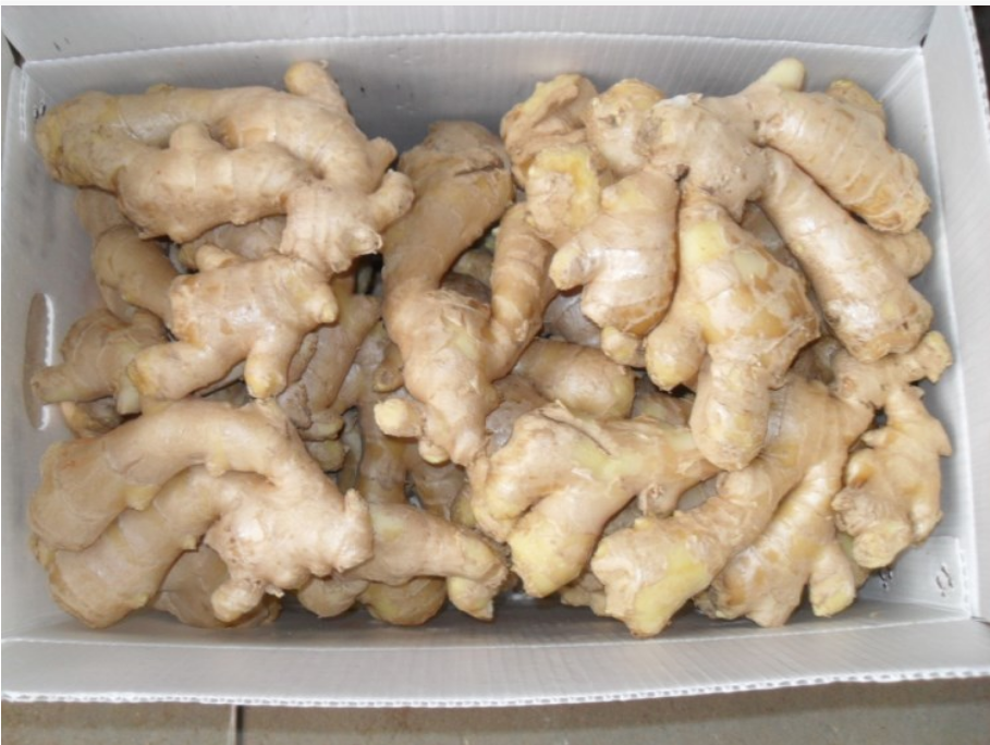 ShandongTenghao Food Co.,Ltd – colchoneta de yoga 4