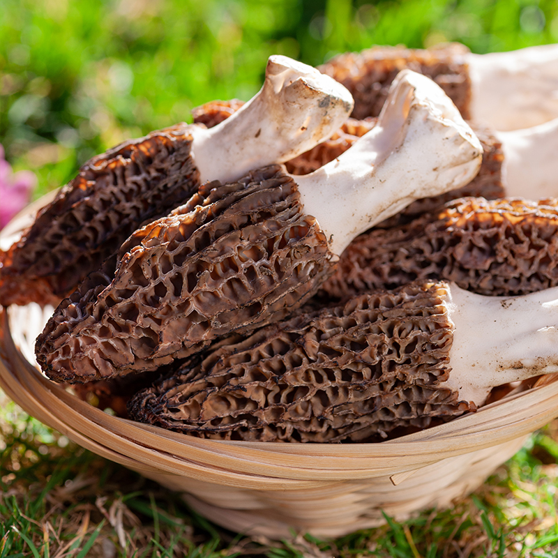 SHANGRI-LA BOWIN FOOD CO., LTD – Black fungus 4