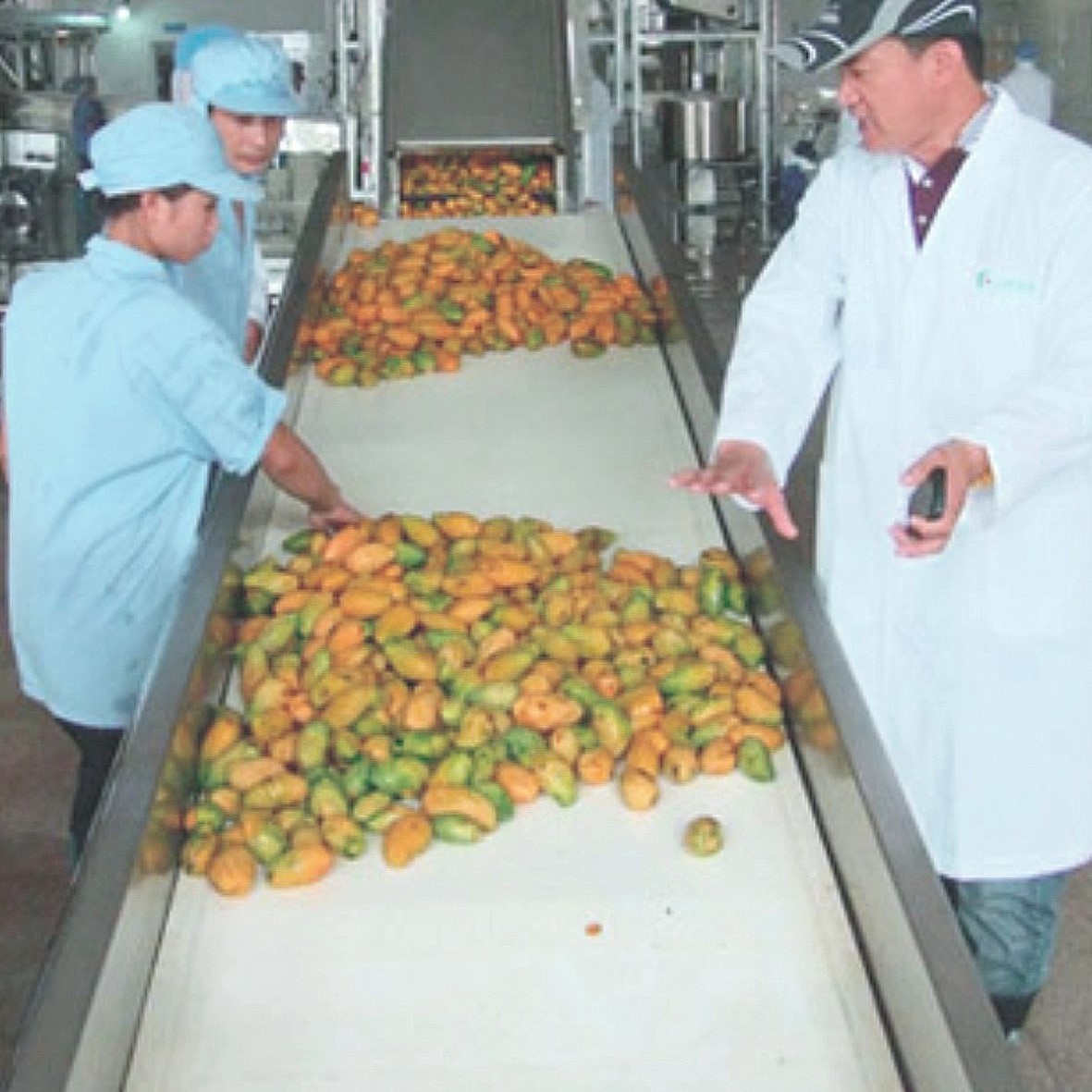 Mango processing line,Mango production plant,Mango processing equipment