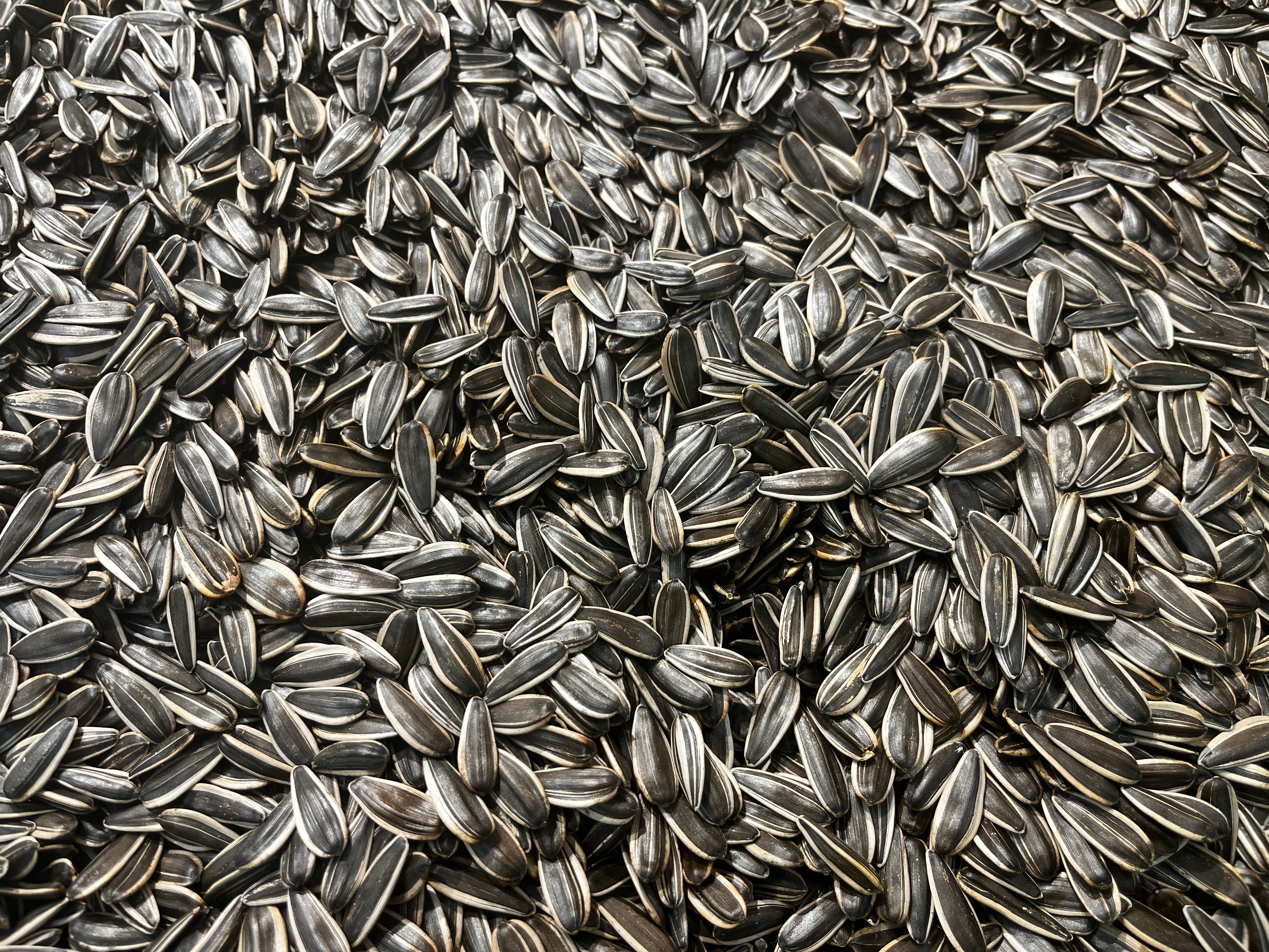 sunflower seeds 361