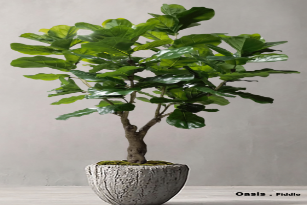 LONGCHUAN  OASIS  TECHNOLOGY CO. , LTD – LTD 2