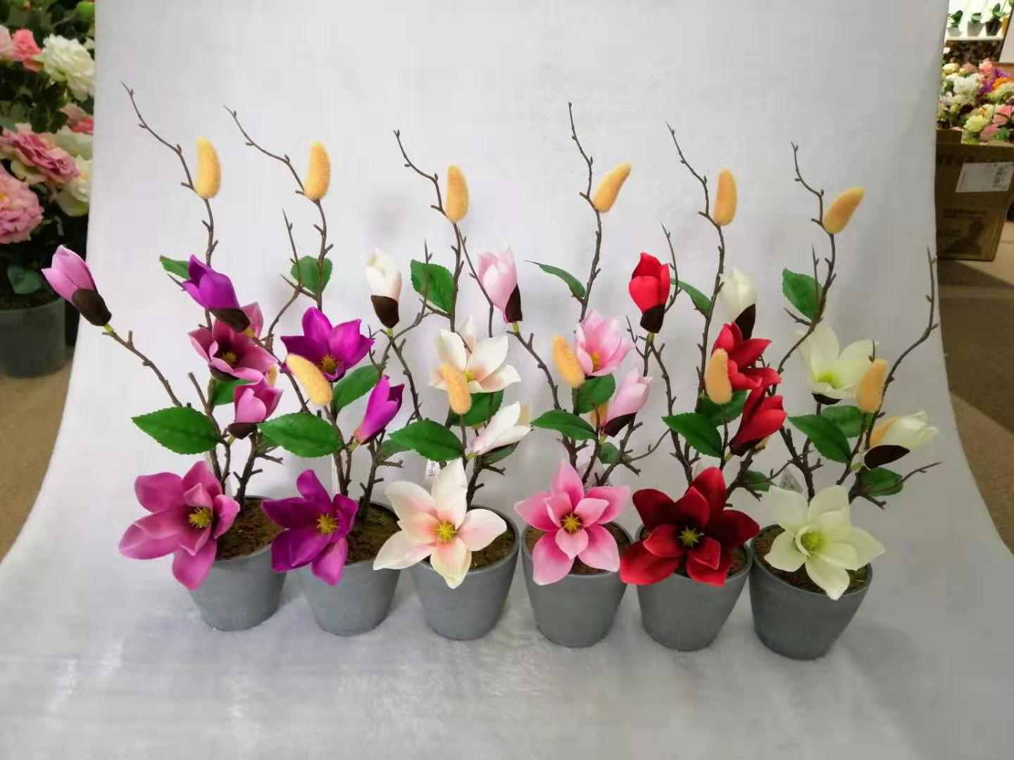 85# Potted Yulan Magnolia