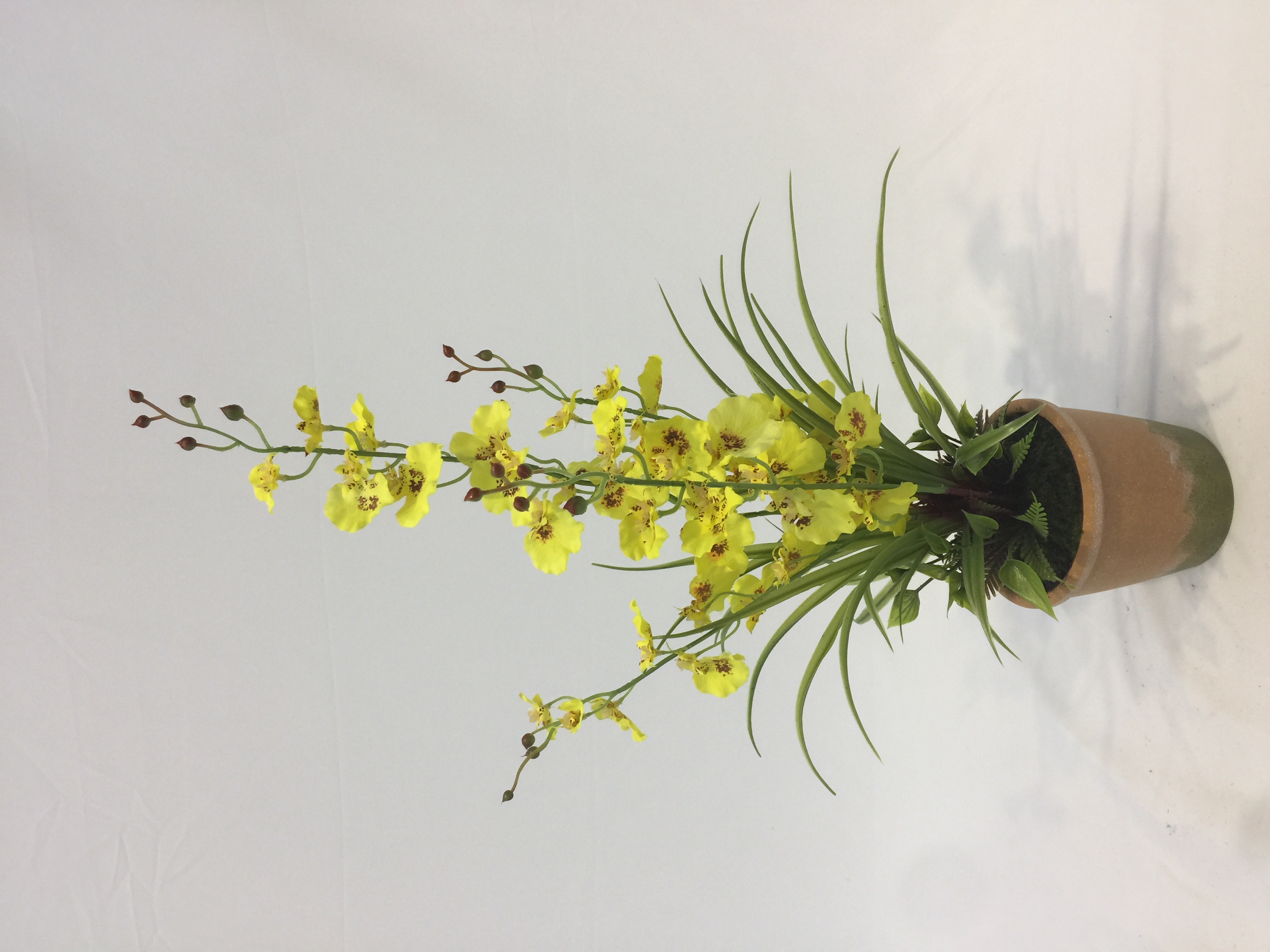 Potted Cymbidium Orchid