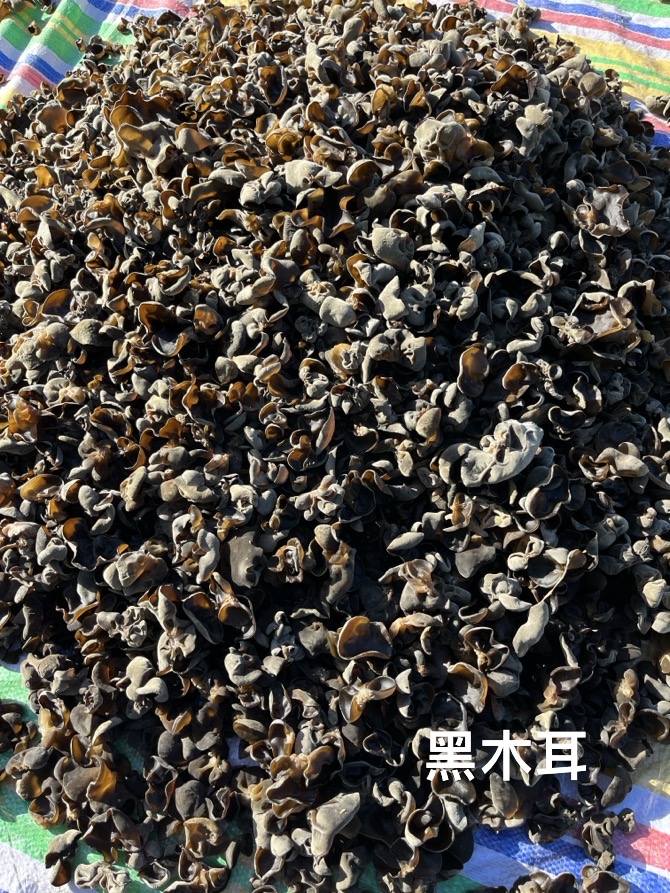 GUIZHOU YAWENG FOODS CO.,LTD – bicicleta de montaña 3