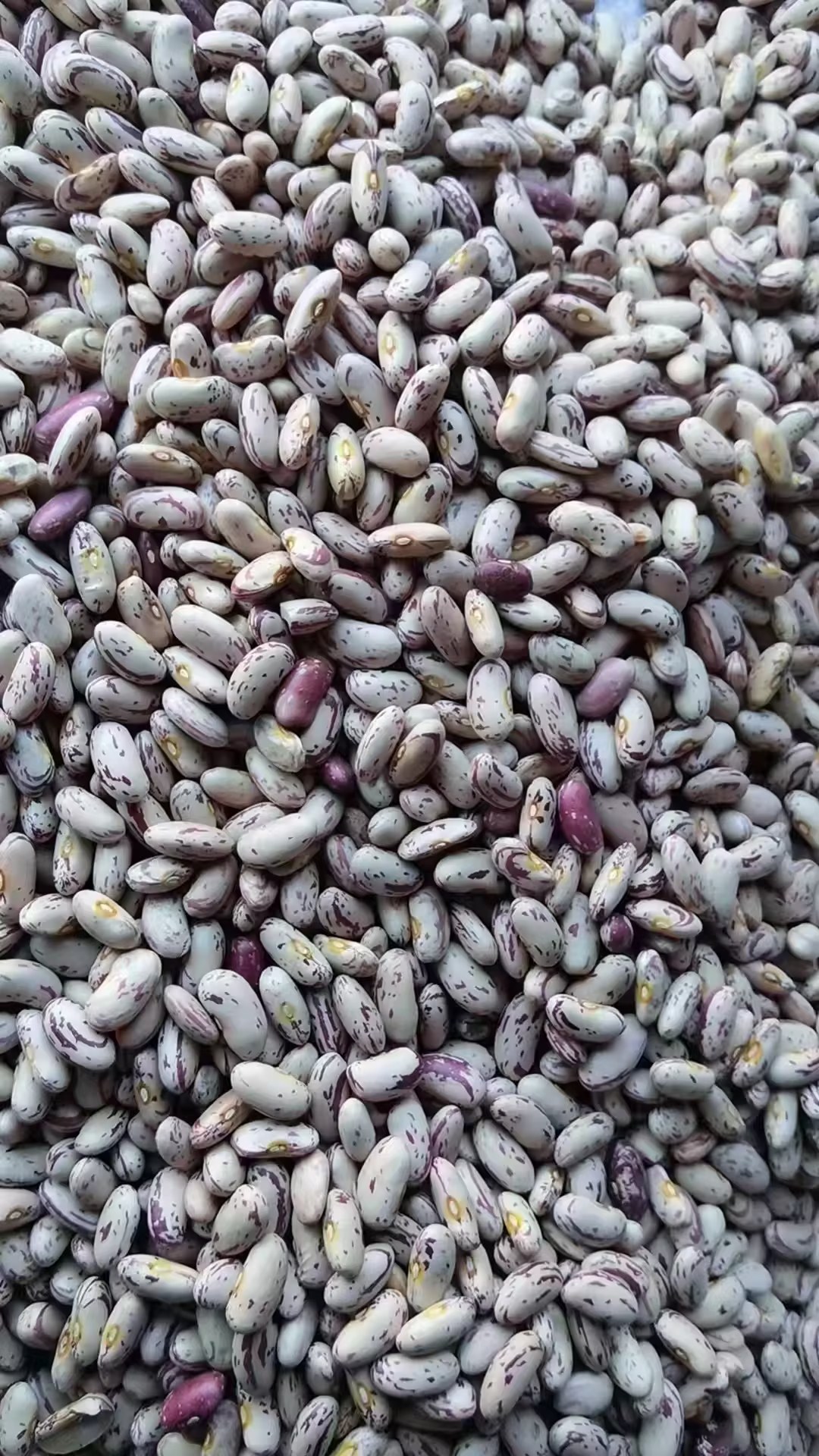 Light Speckled Kidney Bean
