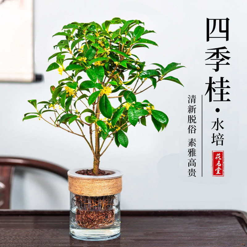 Jiangsu Huamingtang Agricultural Science and Technology Development Co. , Ltd. – vela aromática 2