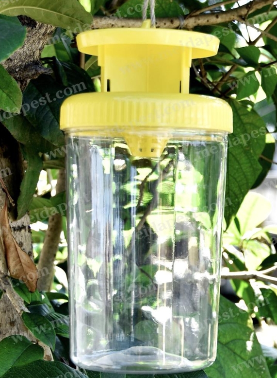 Insect Trap