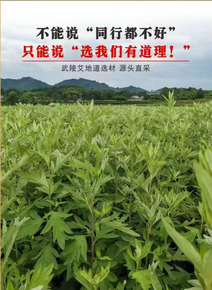 Hunan Wuling aiye biotechnology Co.,Ltd – Photos produits 4
