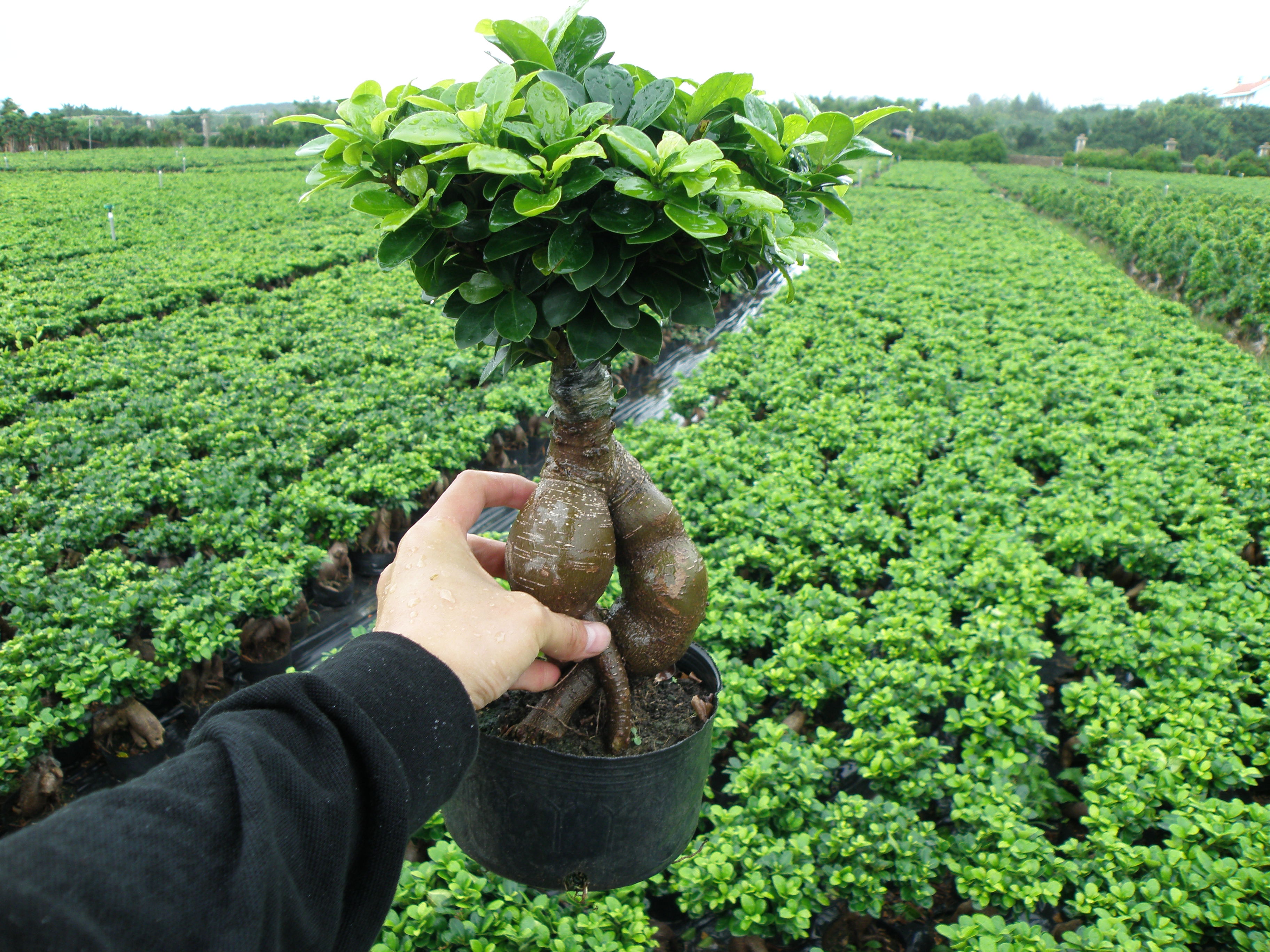 Living plants Ficus Ginseng