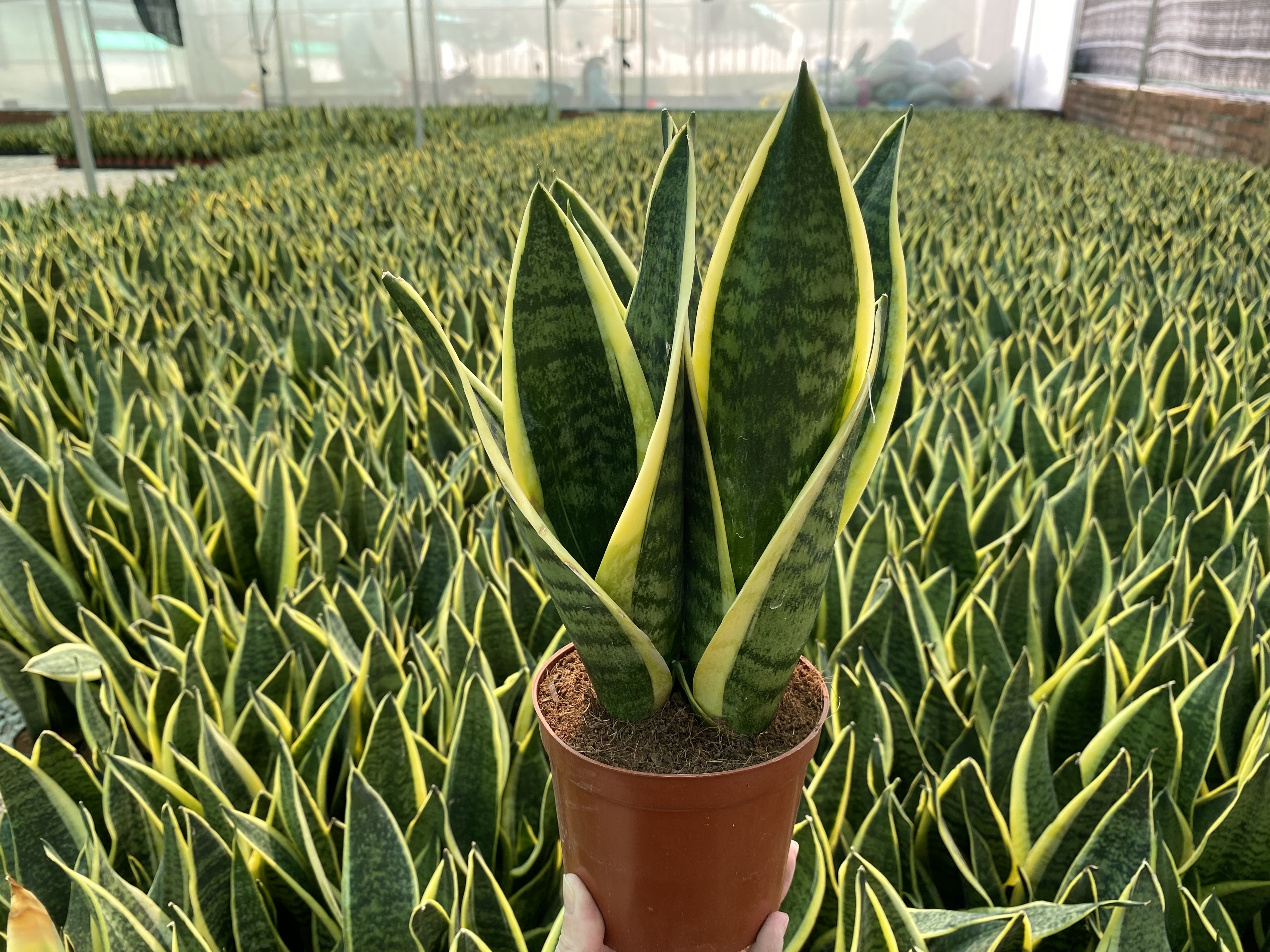 Living plants sansevieria