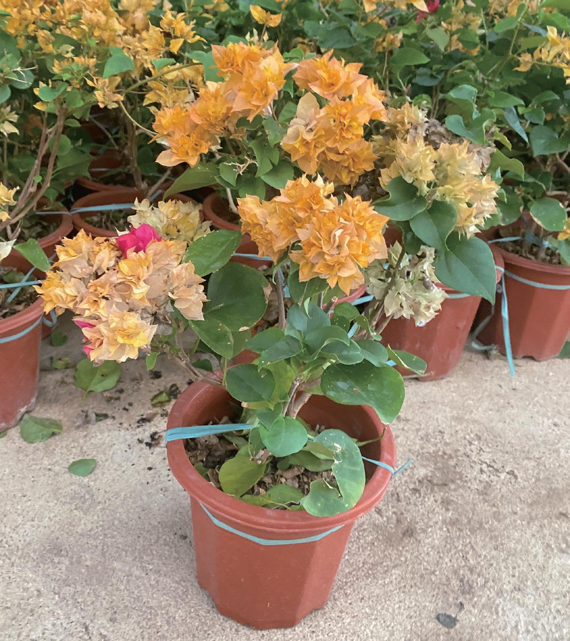 Living plants Bougainvillea glabra