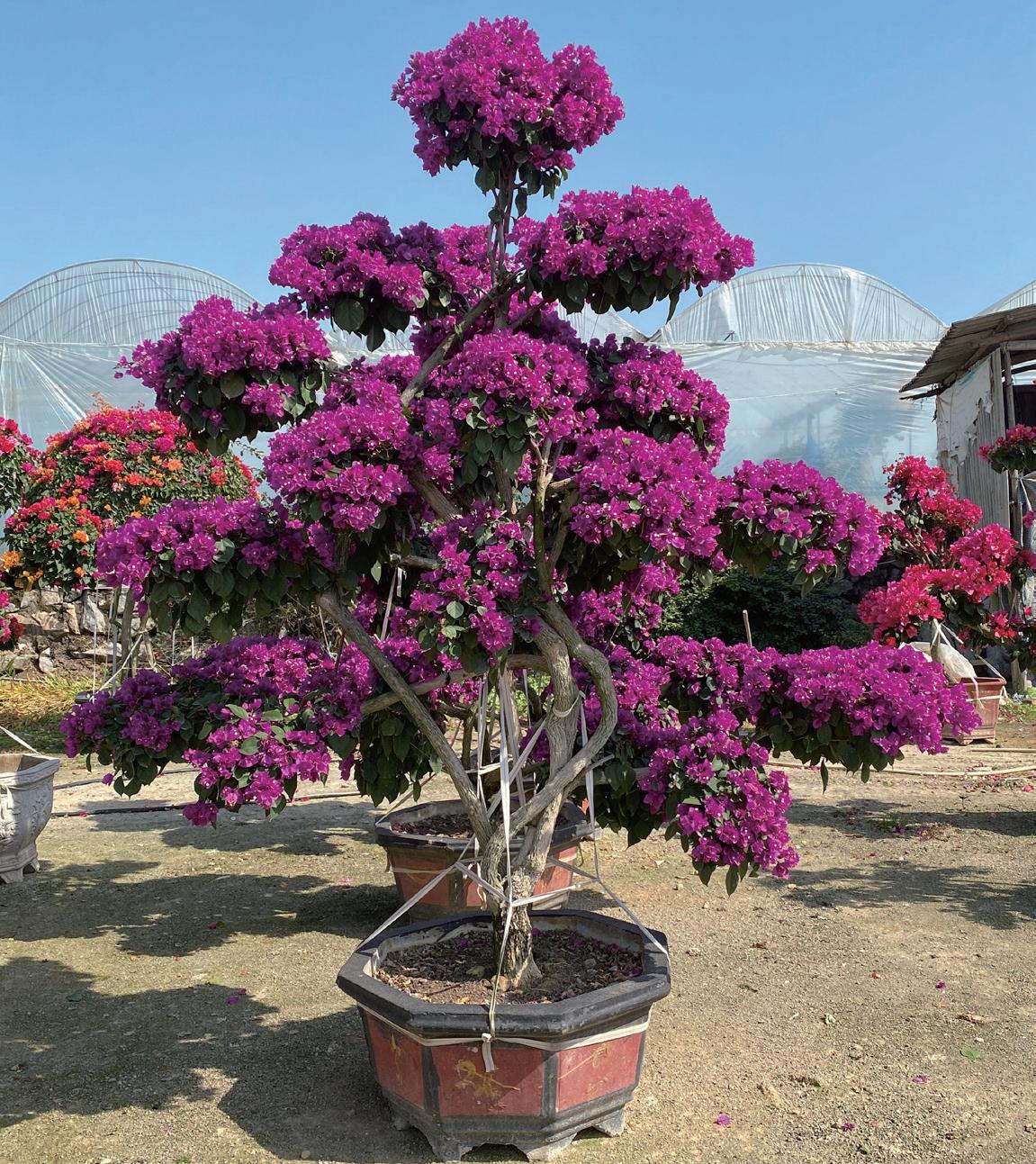 FUJIAN LINGBO IMP. AND EXP. CO., LTD – dried/artificial flowers 2