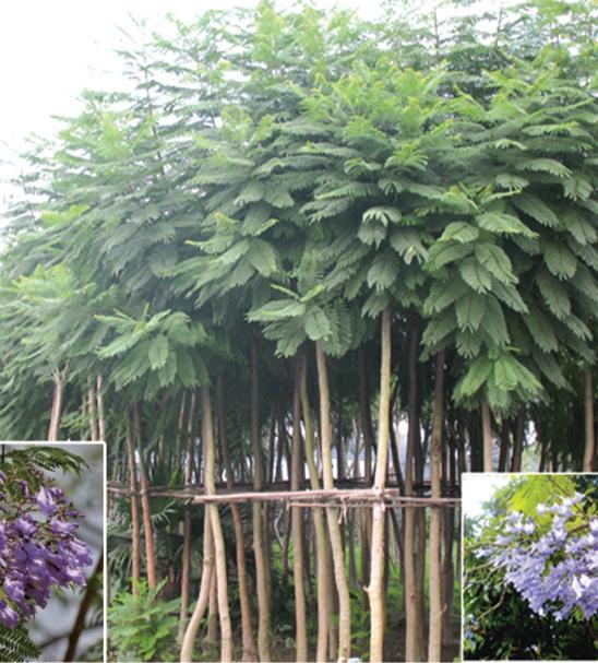 Landscaping plants, bonsai, plants, lagerstroemia
