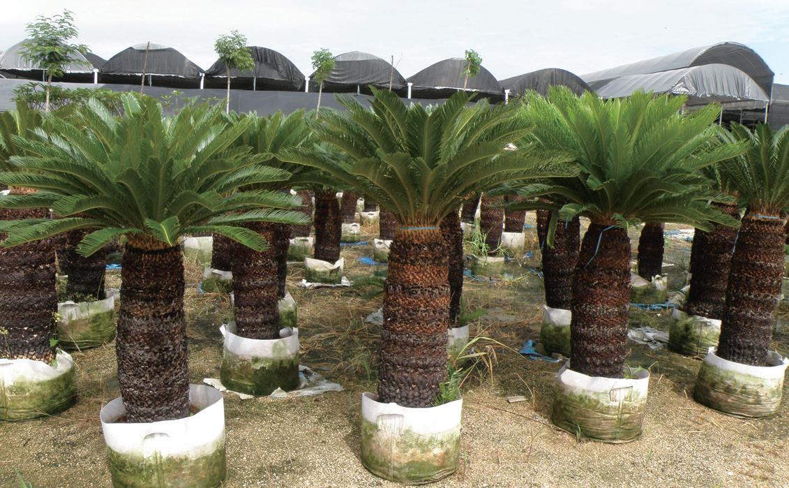Living plants Cycas revoluta
