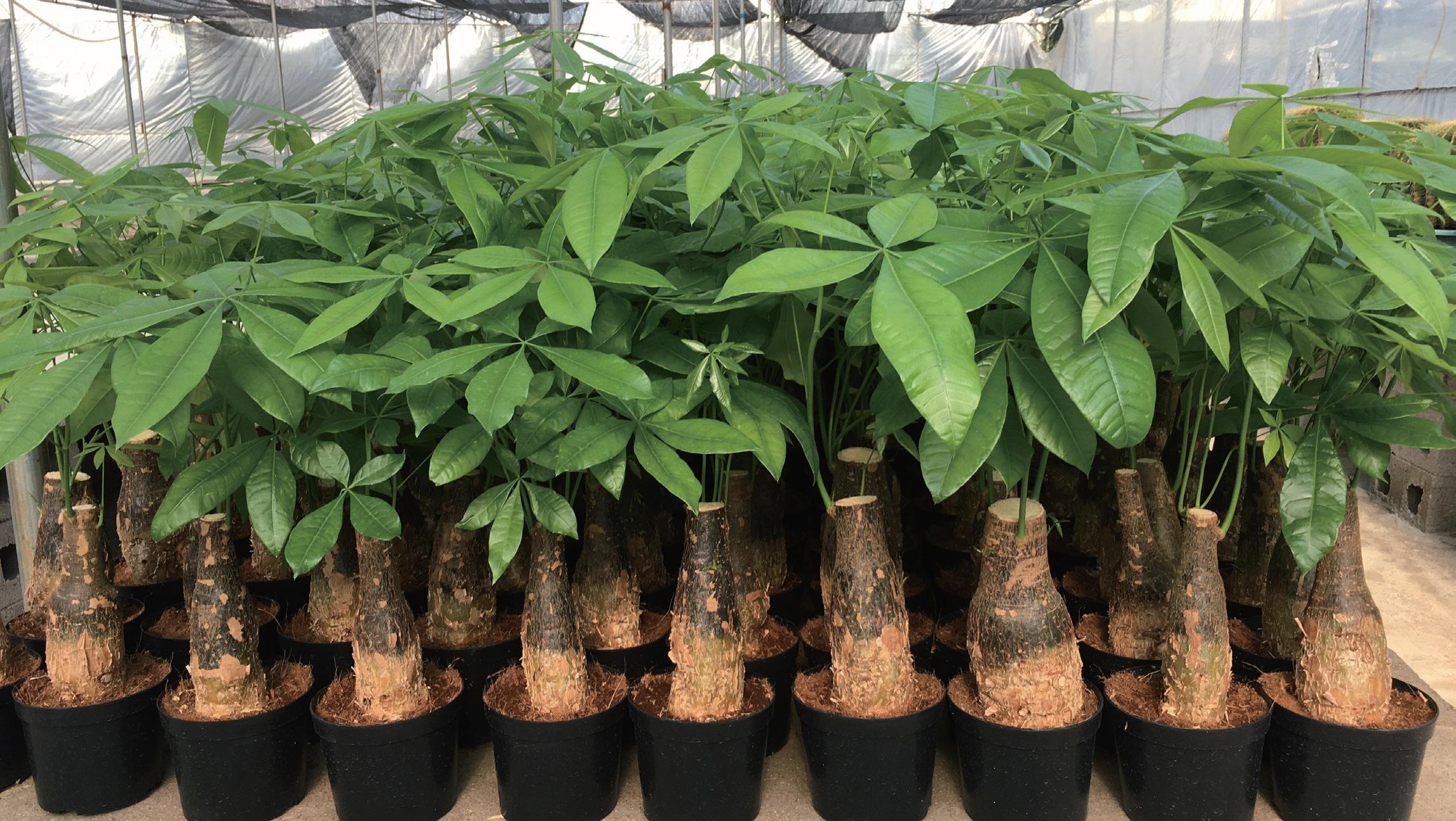 Living plants Pachira macrocarpa