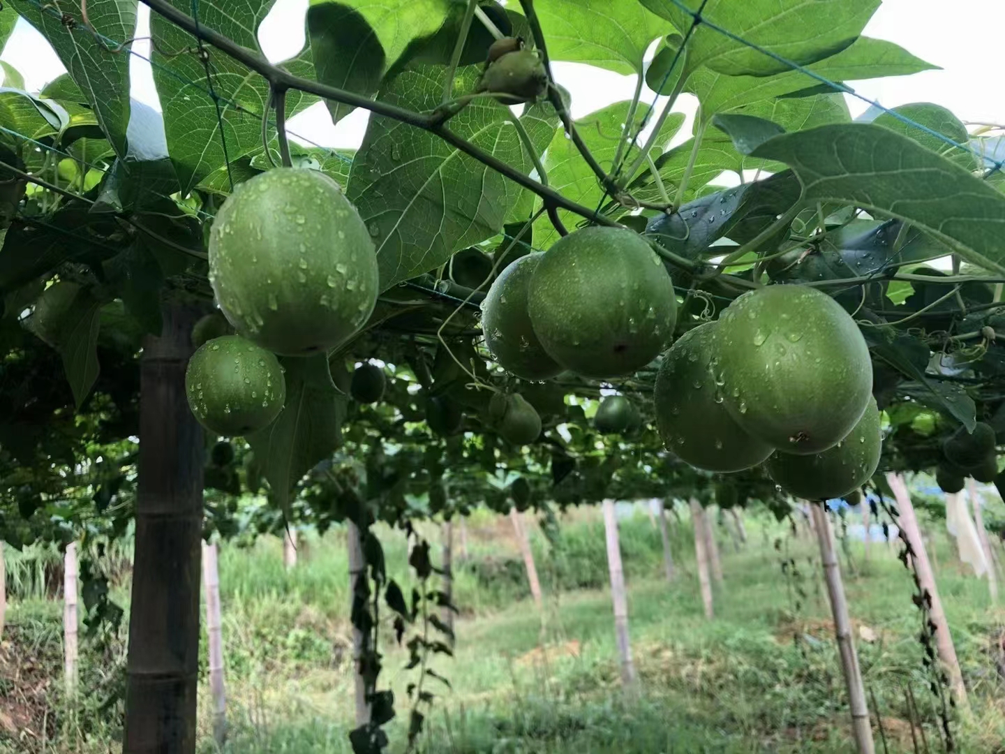 Hunan Nanmo Biotechnology Co.,Ltd. – Jasmine flowers 3