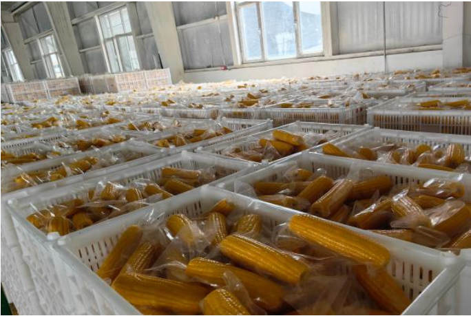 Tongliao Yumanyuan Agricultural Development Co., Ltd – colchoneta de yoga 4
