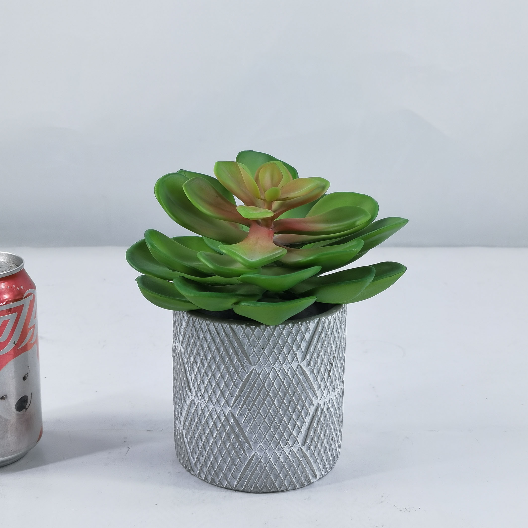17cm H succulent in cement pot