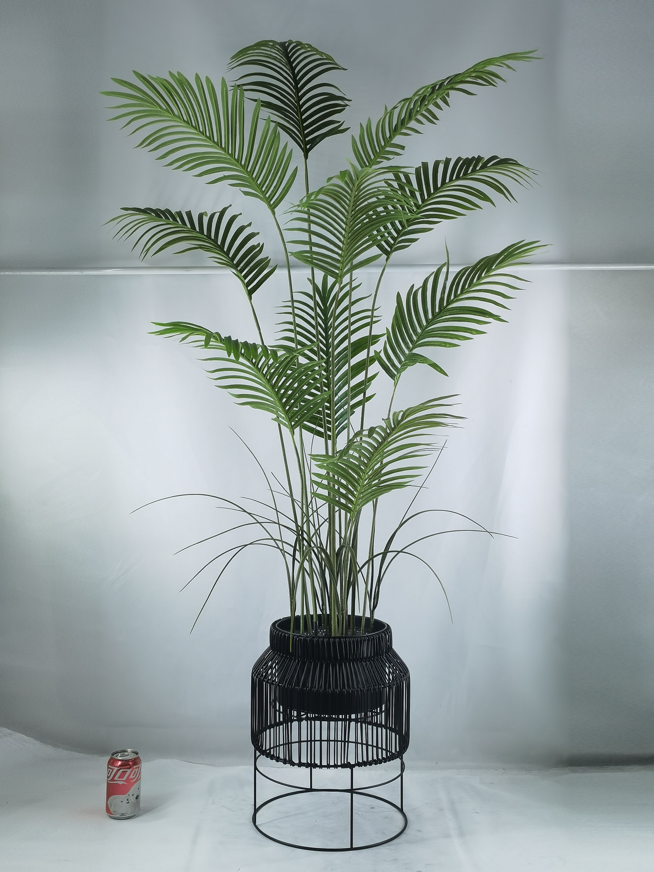 161cm H Plam in poly rattan pots madagascar palm