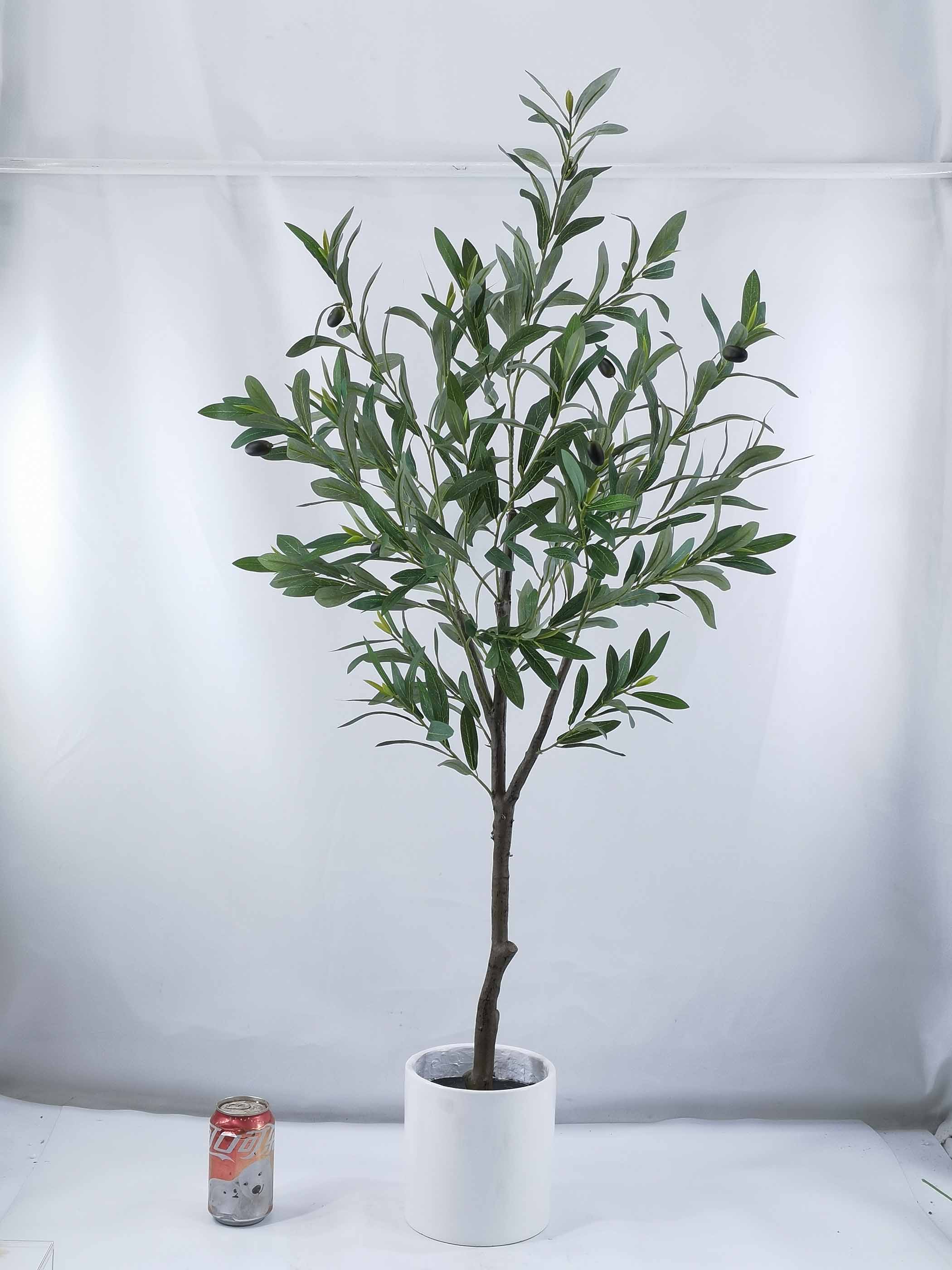 110cm H Olive tree in magnesia pot