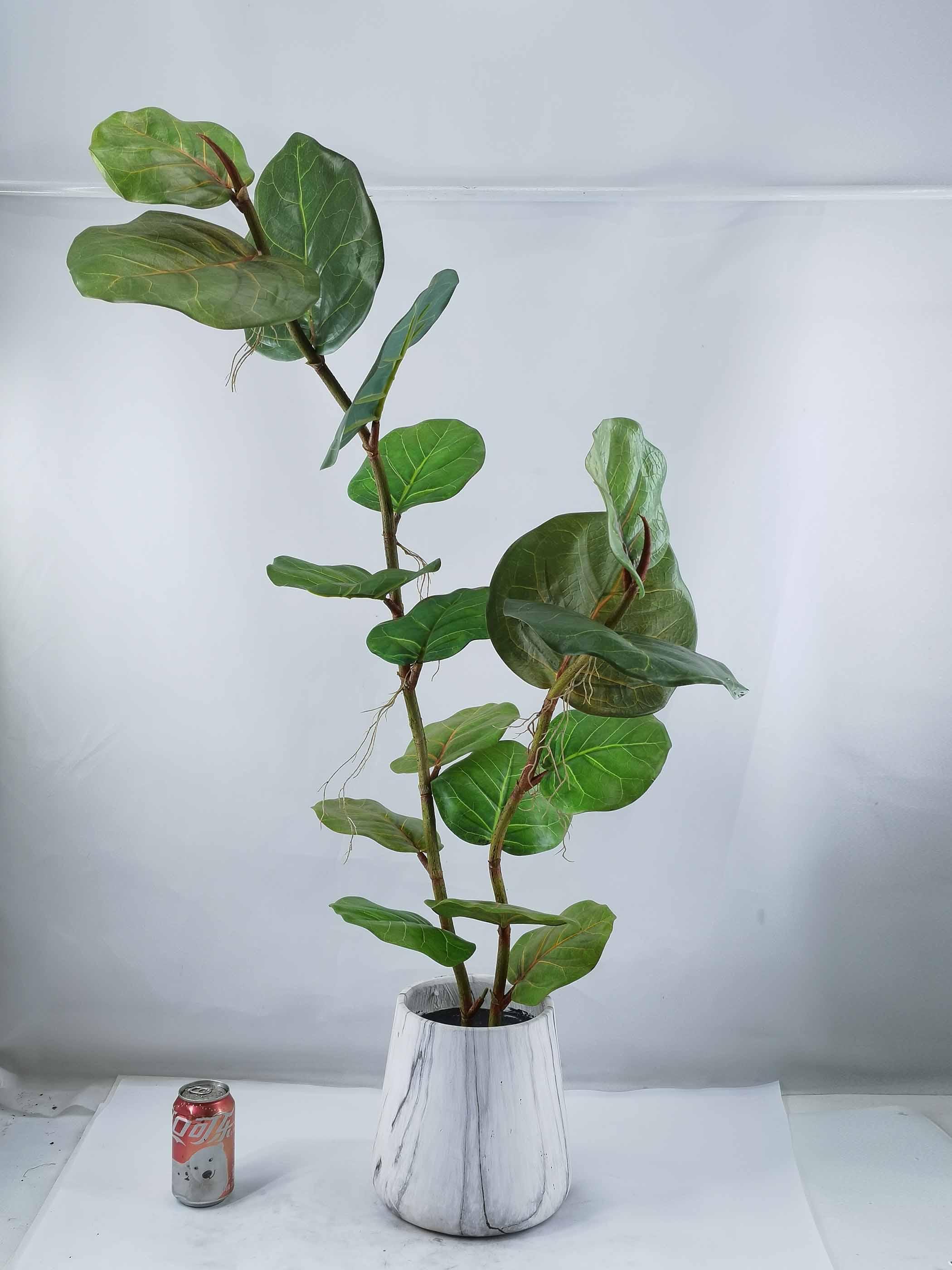110cm H walnut leaf tree in Magnesia pot
