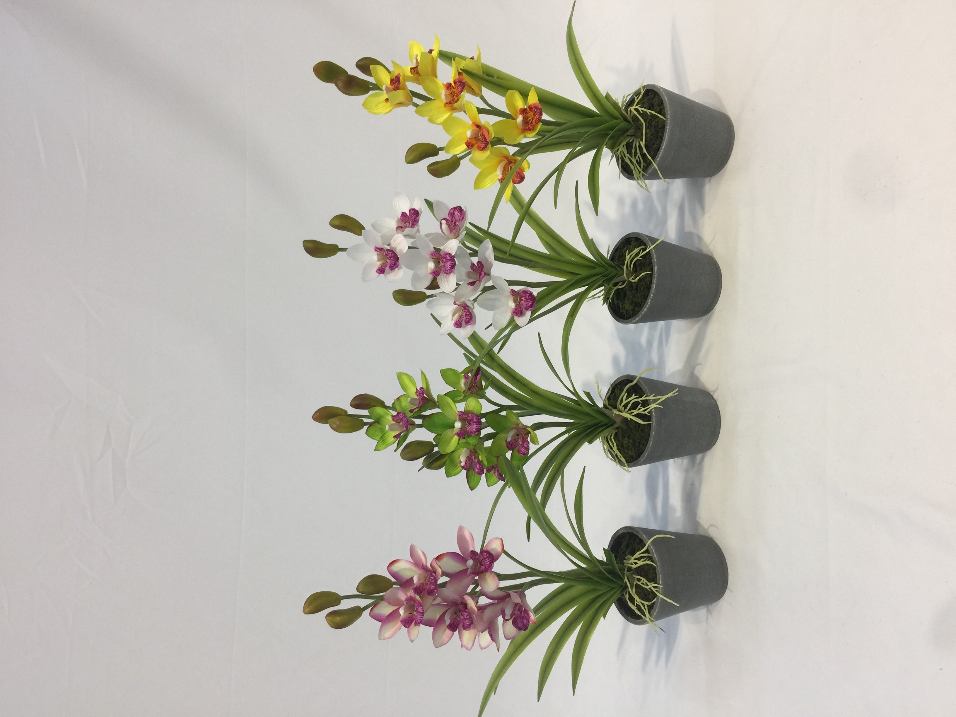 Potted orchid