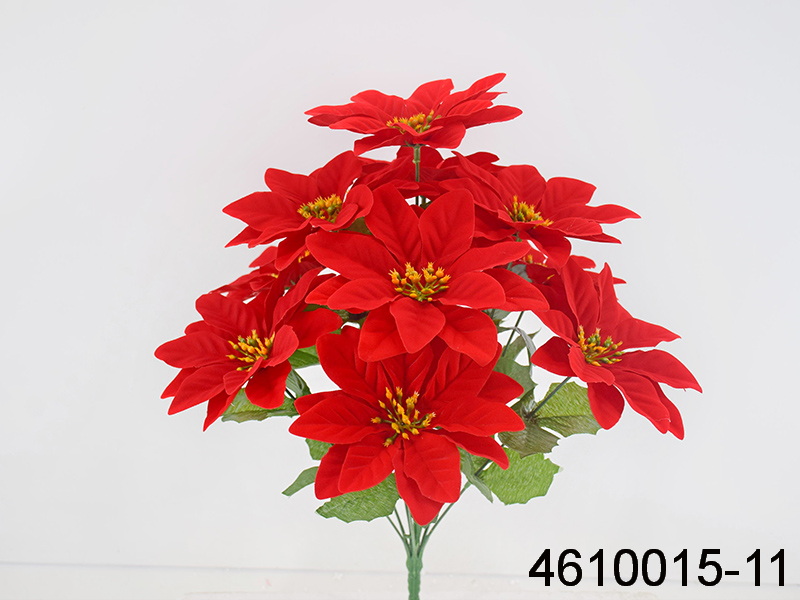 Poinsettia Bush