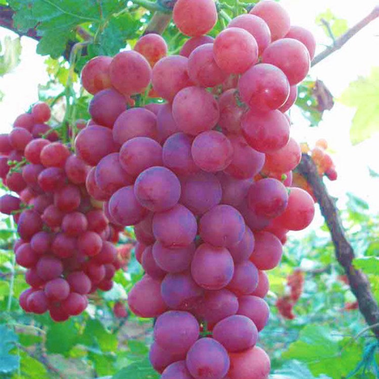 Xinjiang Halin Food Import and Export Co., Ltd – raqueta de tenis 2