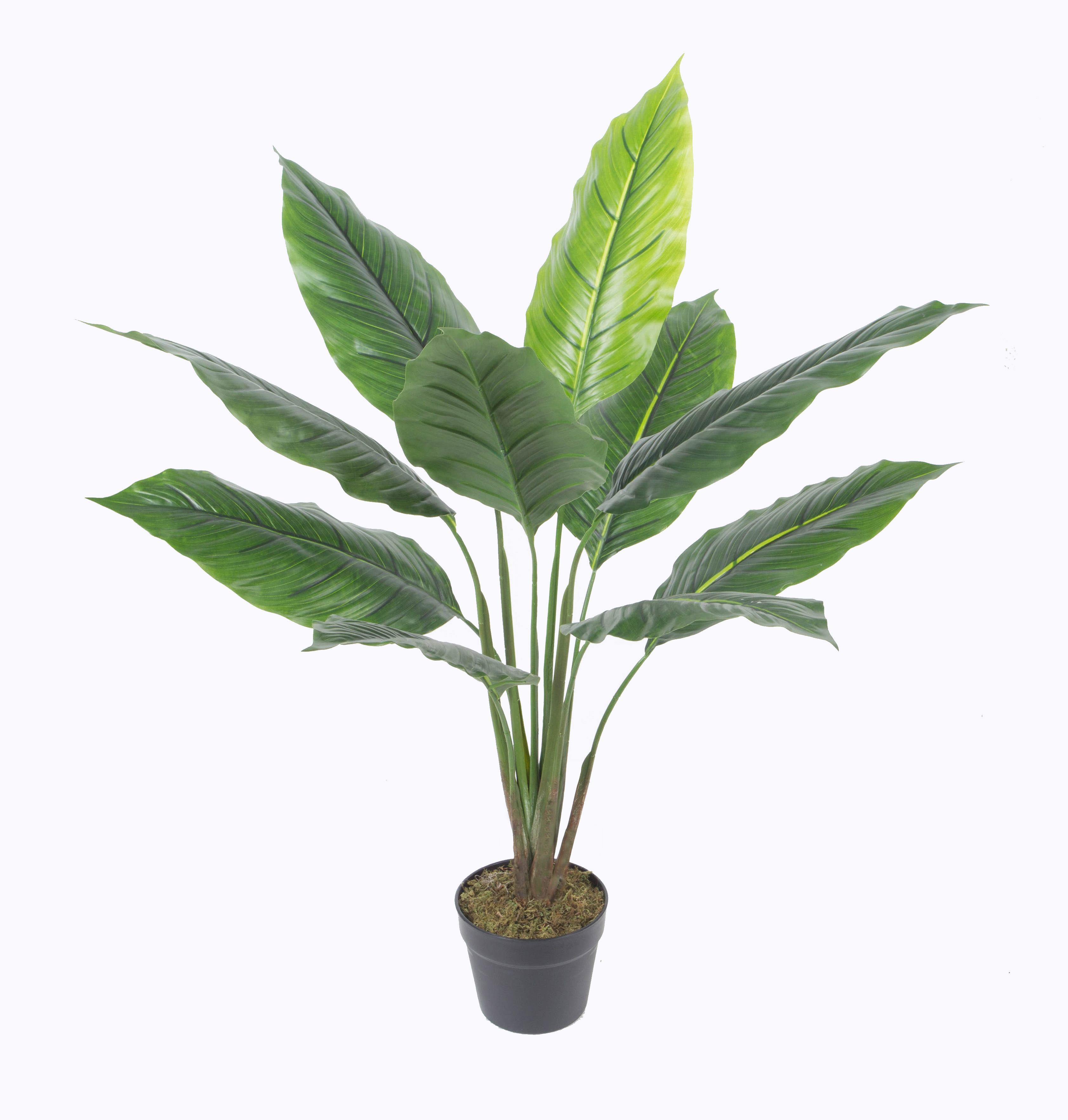 90CM Spathe w/pot