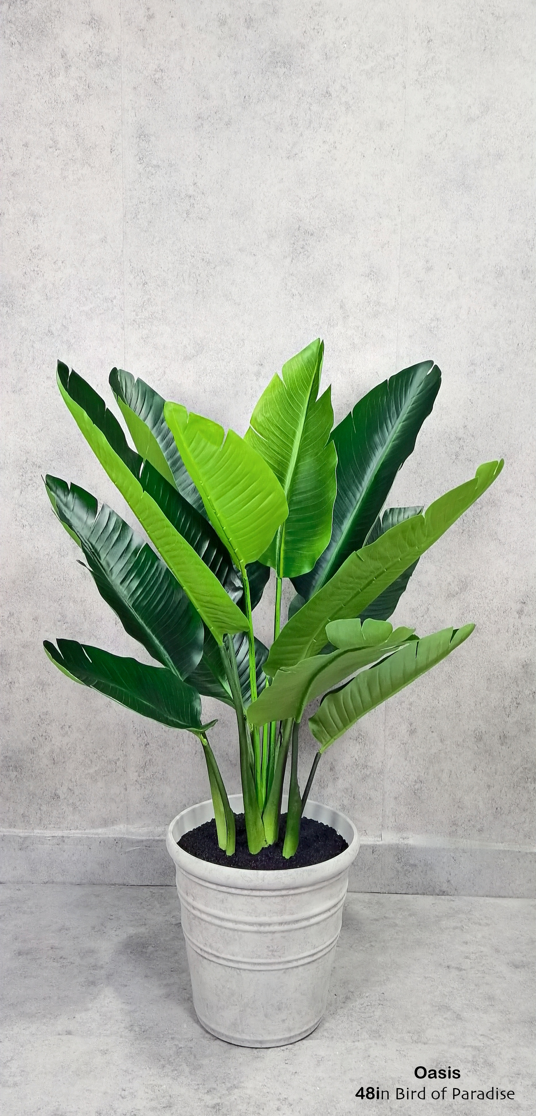 Bird Of Paradise Plant