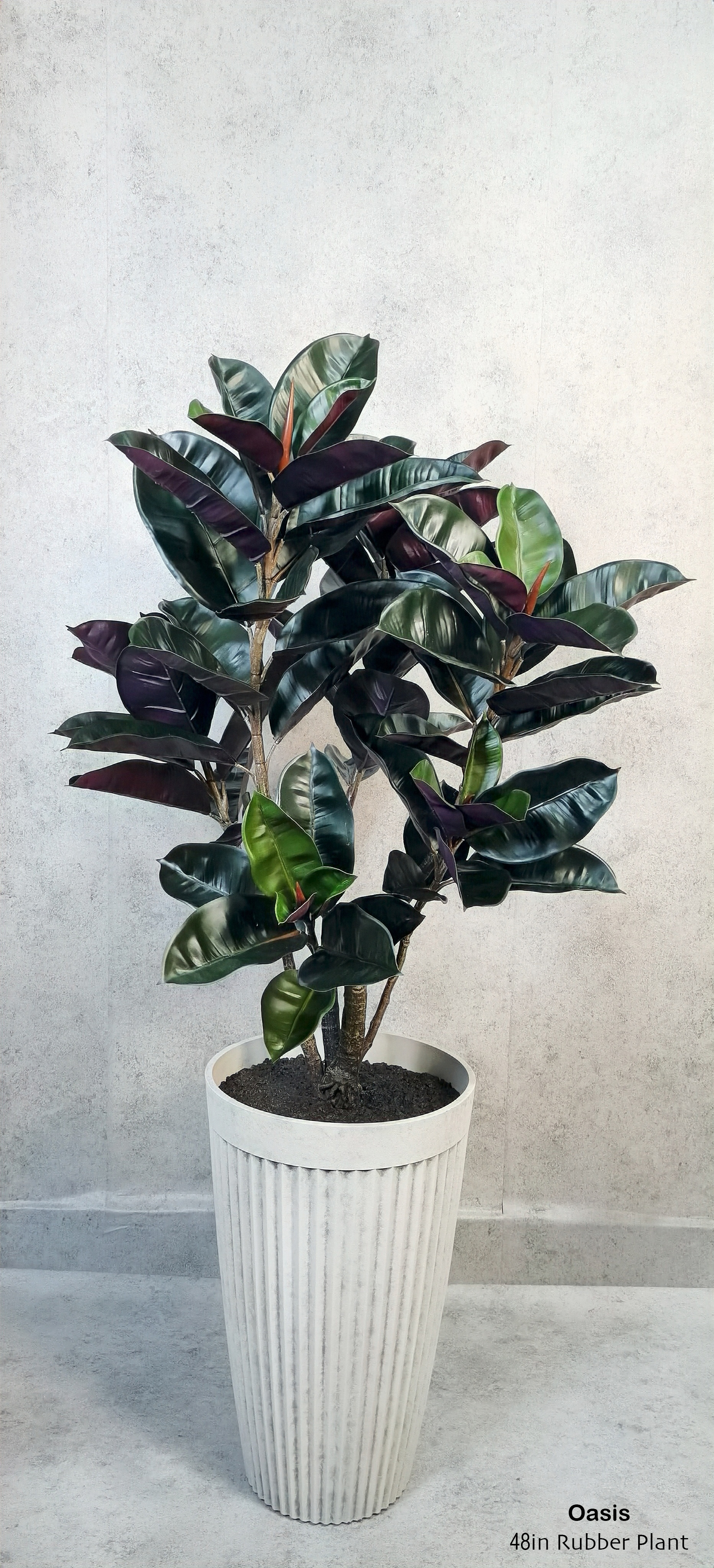 Red-base Rubber Ficus