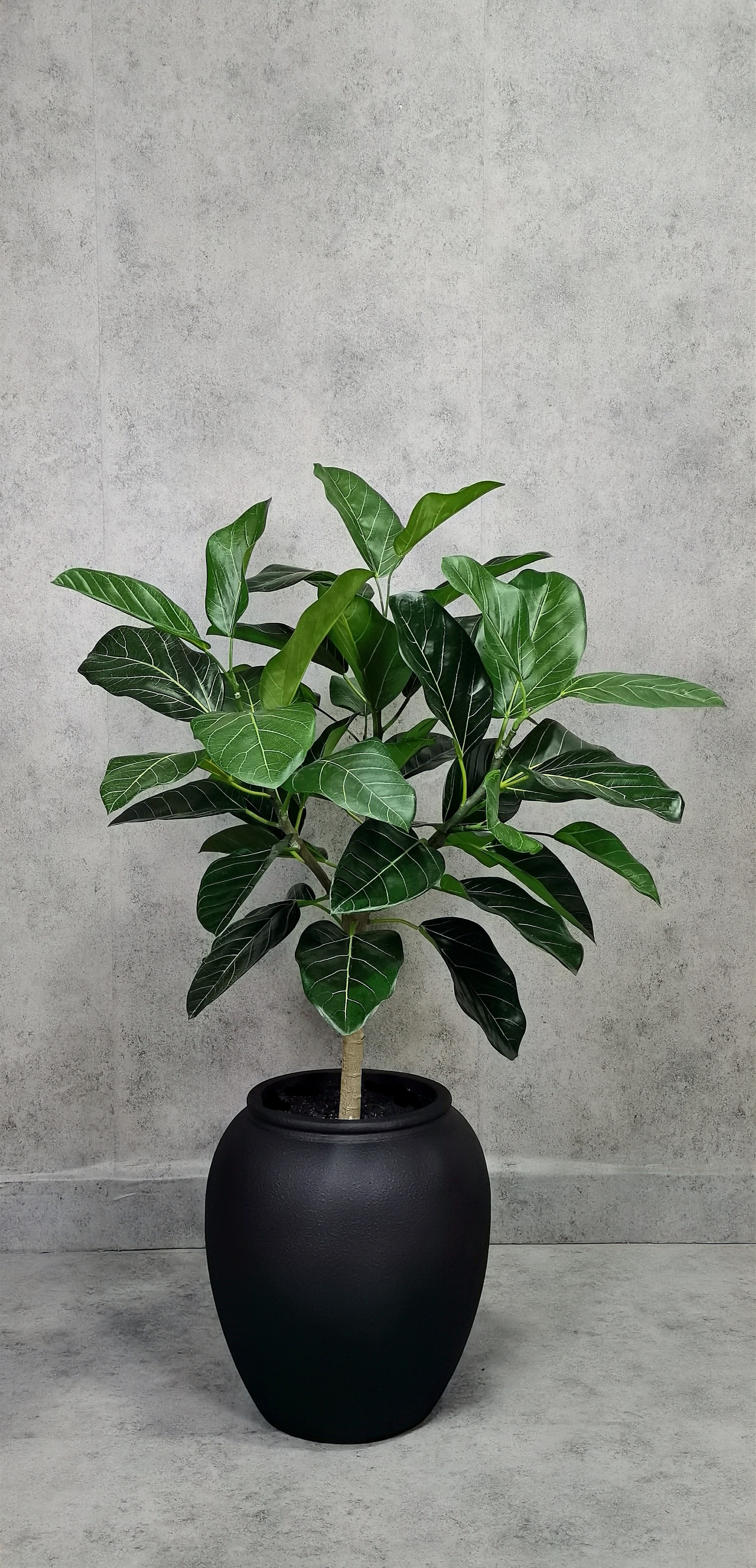Ficus Benghalensis 'Audrey Ficus Benghalensis