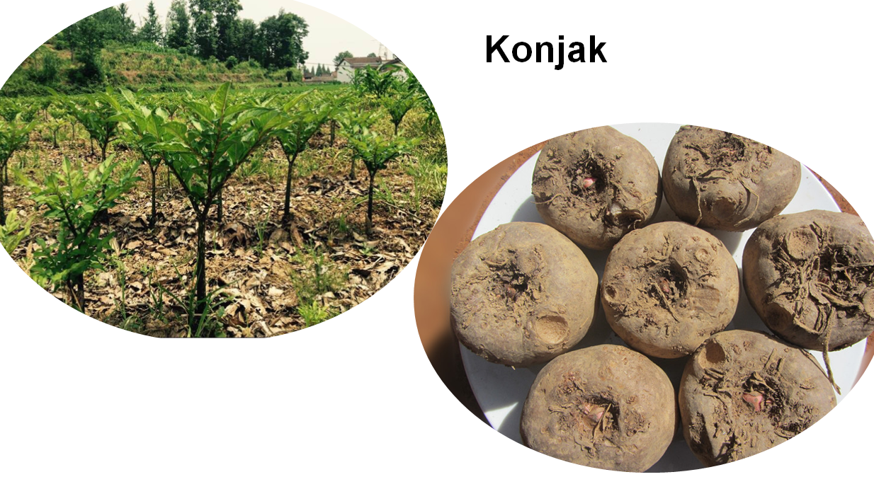 Shaanxi Hongli Agricultural Science and Technology Co., Ltd. – colchoneta de yoga 4