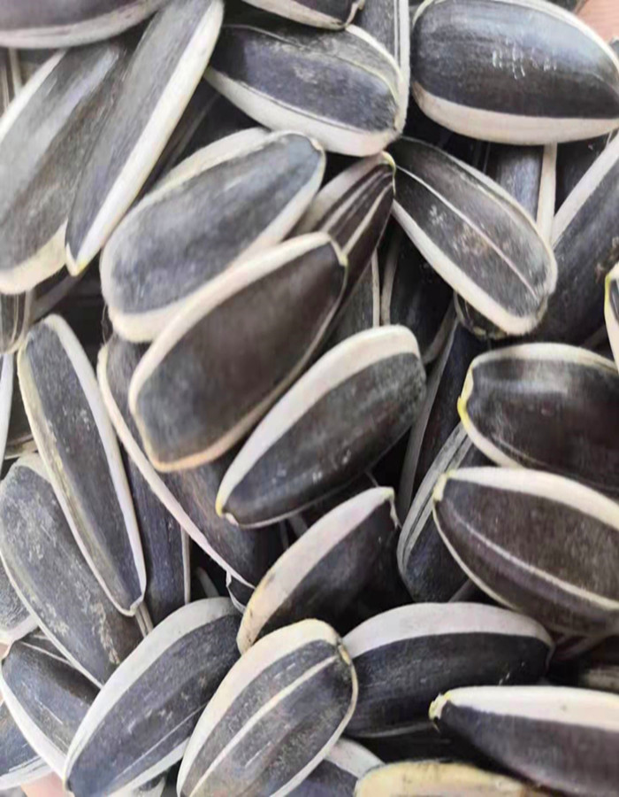 Sunflower seeeds/Inner Mongolia Origin