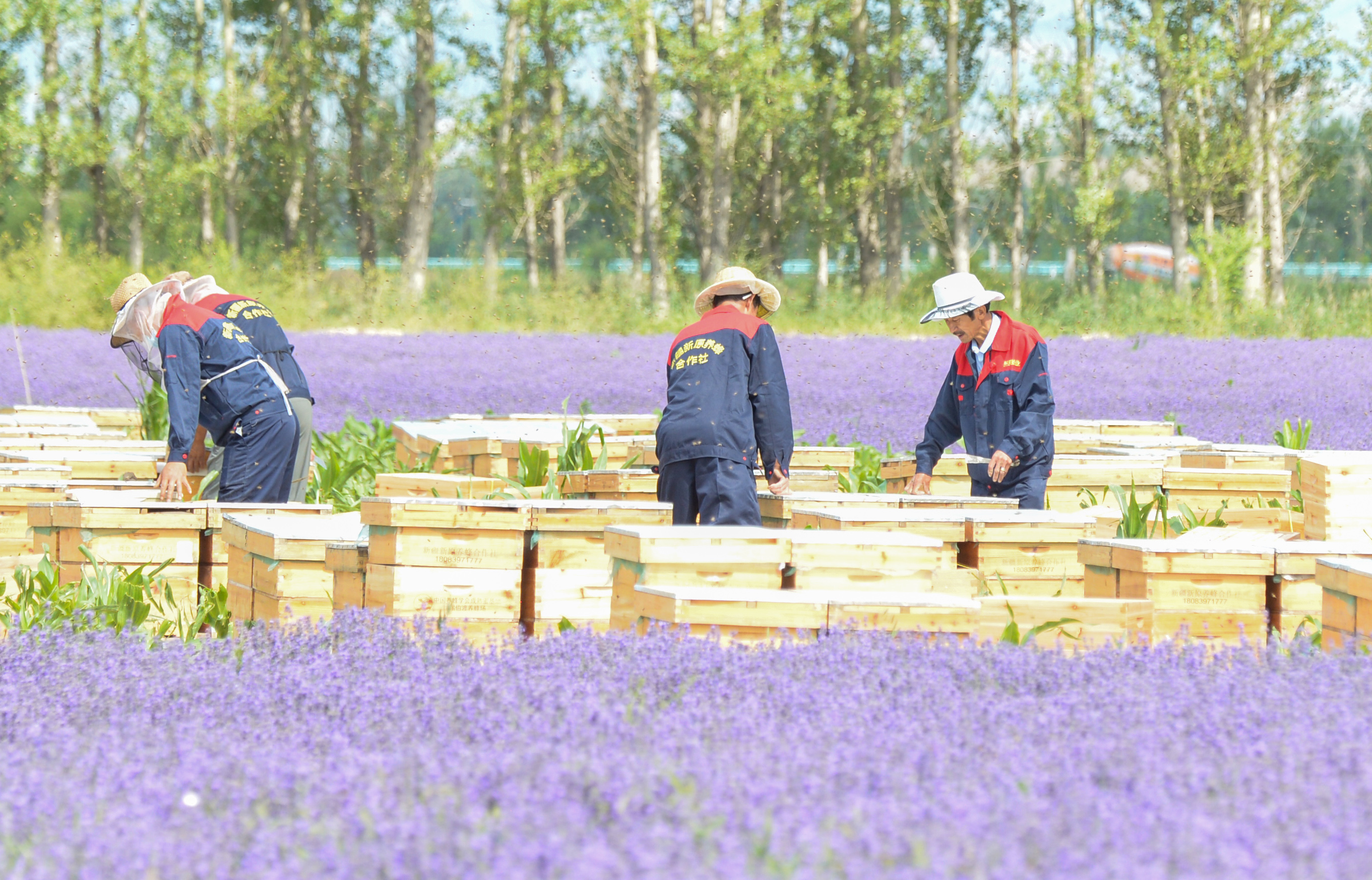Lavender honey