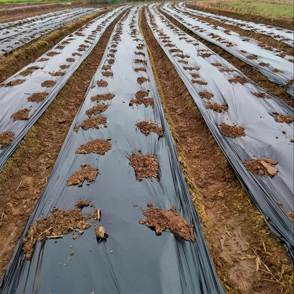 Mulch film, weed control film, agricultural mulch film, biodegradable mulch film, black mulch film