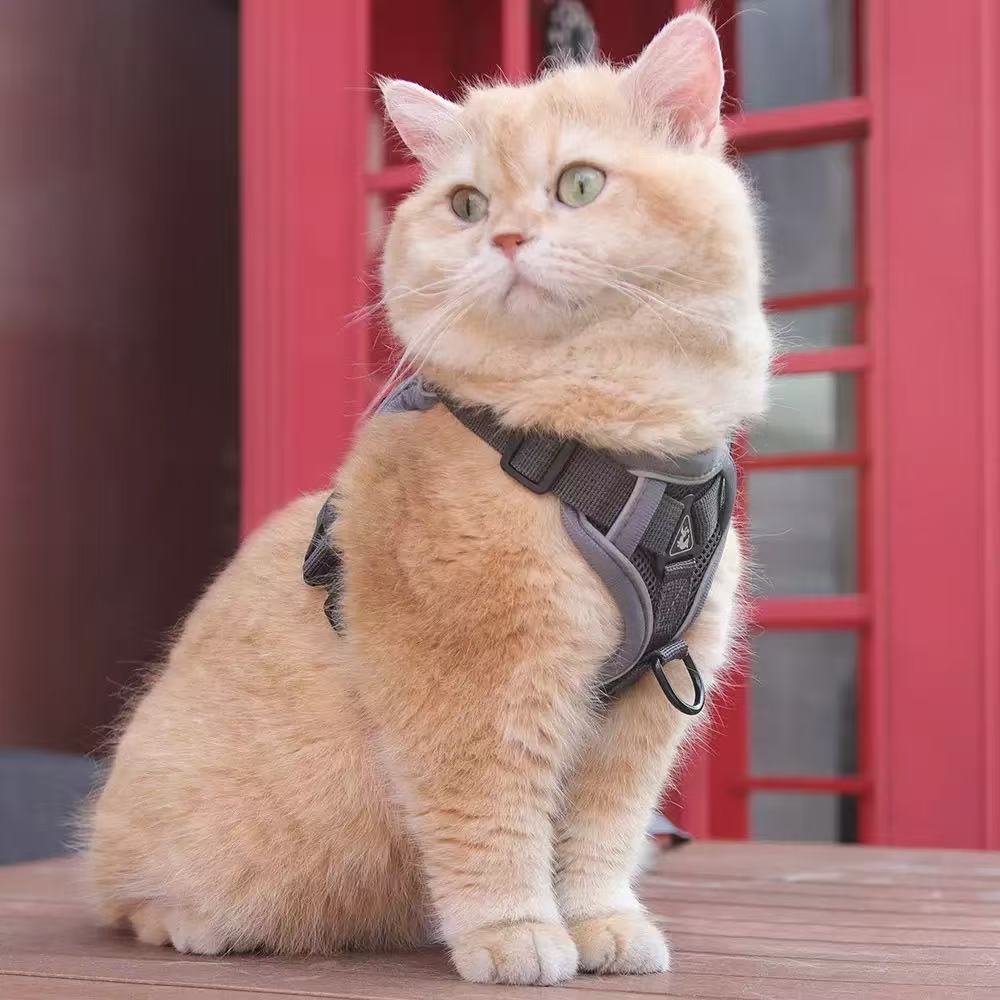 Dog and cat leash Eco-friendly pet leash chest collar for walking outside to prevent breaking free