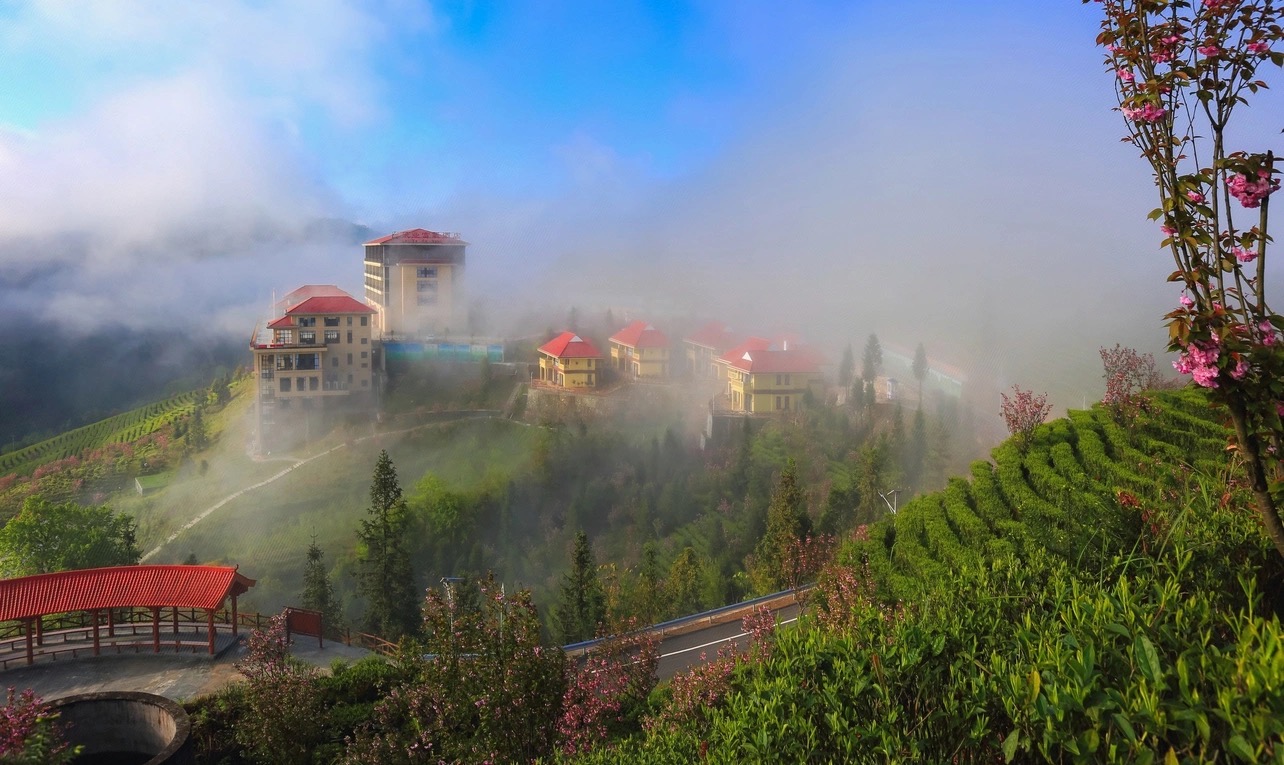Guangxi Longyun Mountain Tea Industry Group Co., Ltd. – black tea 1