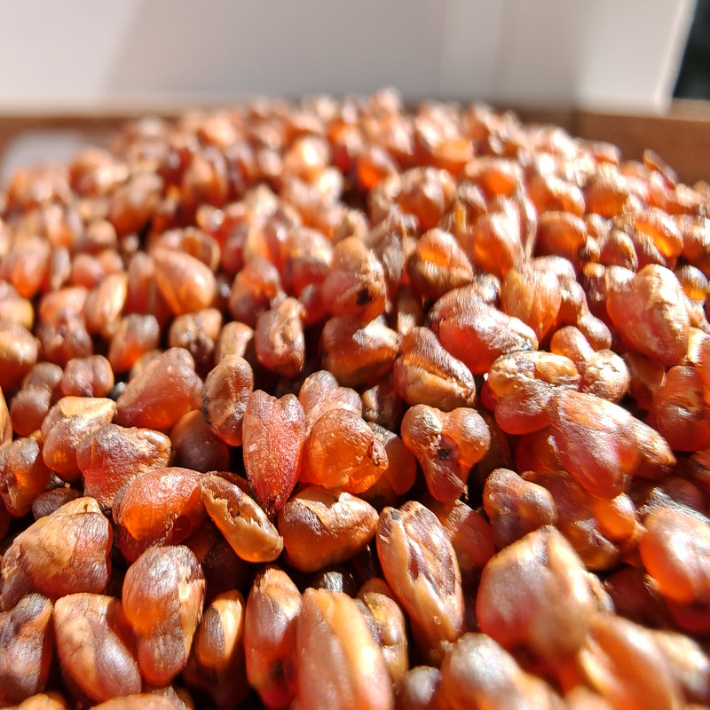 Jianchang store buckwheat tea