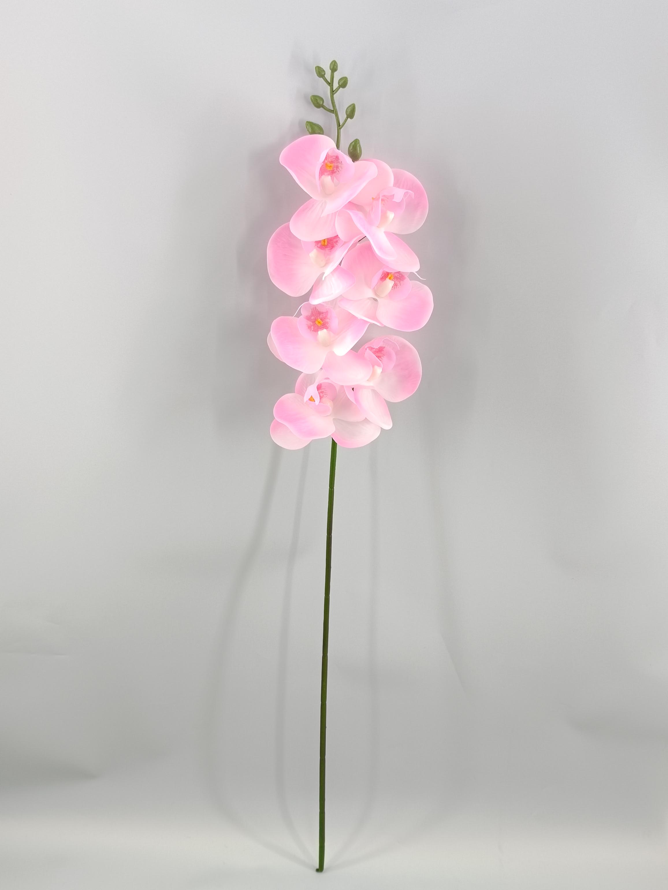 Film Butterfly Orchid - Simulated Flower