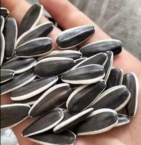 Coconut flavor sunflower seeds,carmel flavor sunflower seeds salted flavor sunflower seeds