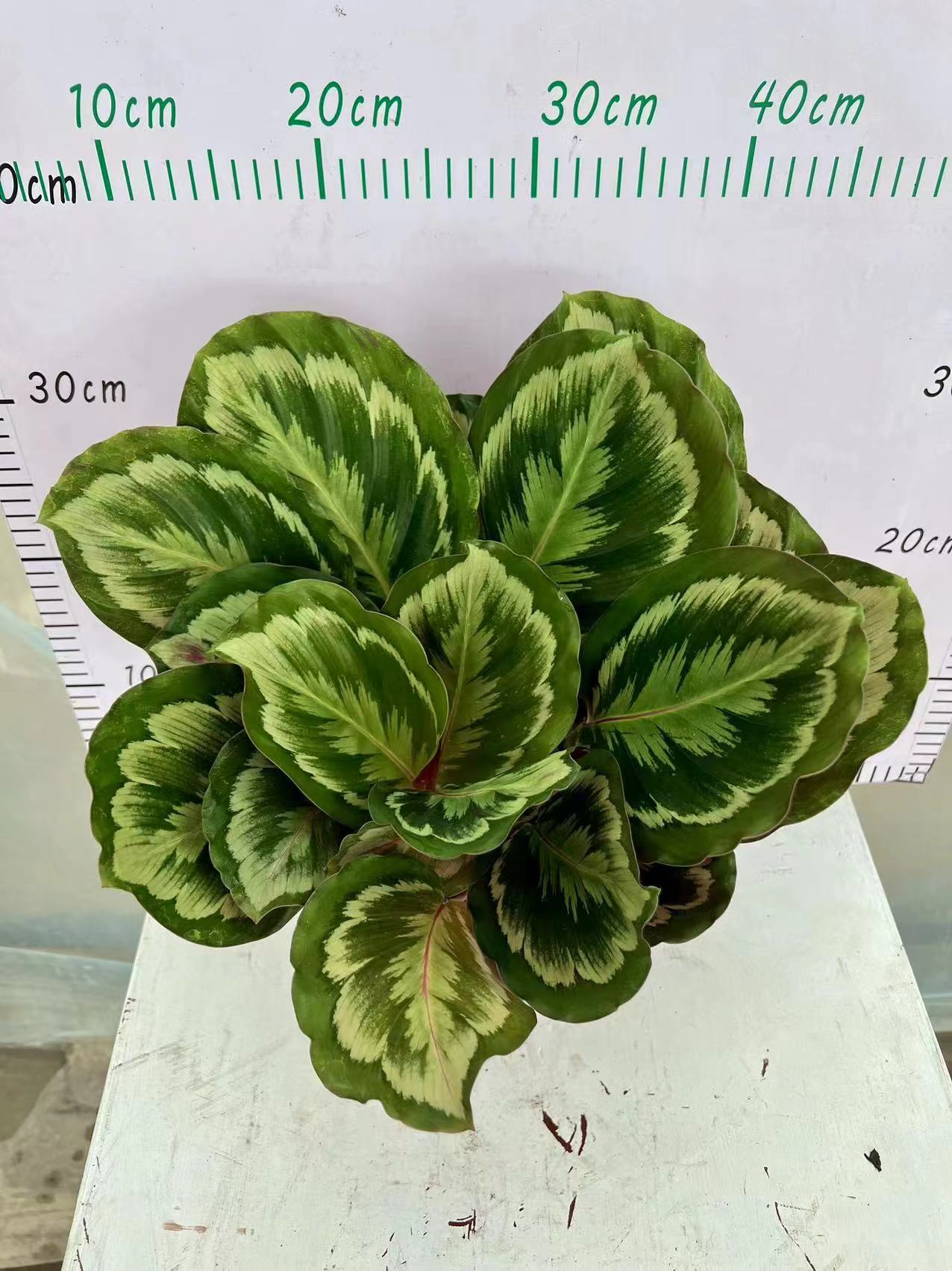 calathea