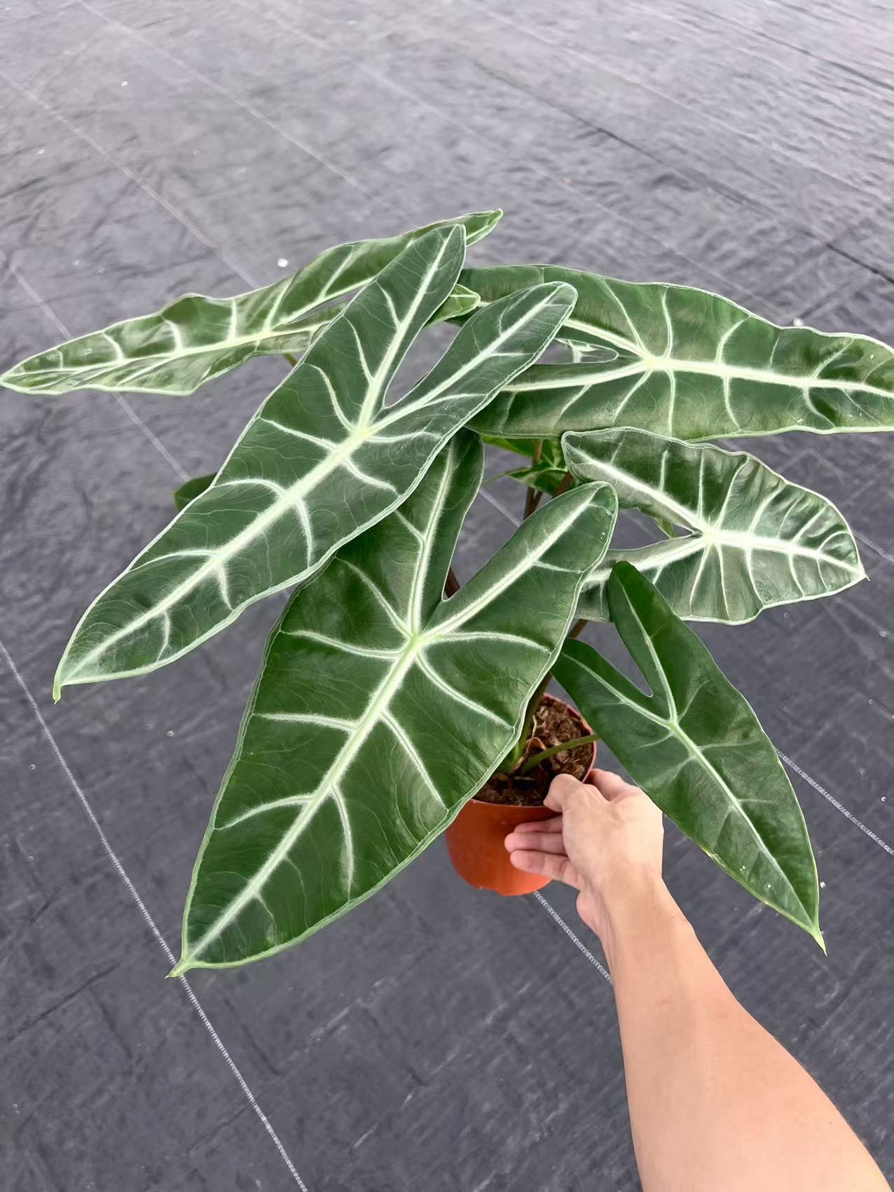 alocasia